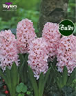 Hyacinth Bulbs Fondant