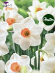Daffodil Fragrant Rose Bulbs - Large to Medium Variety