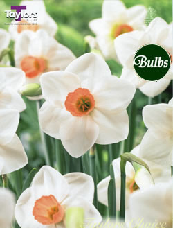 Daffodil Fragrant Rose Bulbs - Large to Medium Variety