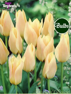 Fur Elise- Greigii Tulip Bulbs