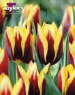 Tulip Gavota Bulbs - Blooming Value Tulip Range
