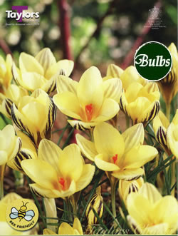 Crocus Gipsy Girl Bulbs