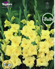 Charisma Gladioli Bulbs