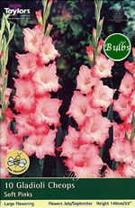 Cheops Gladioli Bulbs