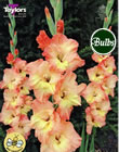 Tabasco Gladioli Bulbs