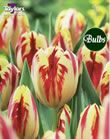 Grand Perfection - Cottage Garden Tulip Bulb