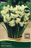 Daffodil Grand Primo Bulbs - Species Narcissi