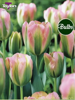 Greenland Tulip Bulbs
