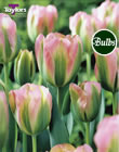 Greenland Tulip Bulbs