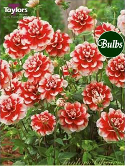 Dahlia Guitar Man Bulbs