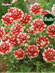 Dahlia Guitar Man Bulbs