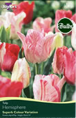 Hemisphere Tulip Bulbs
