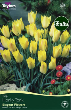 Honky Tonk Tulip Bulb