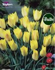 Honky Tonk Tulip Bulb