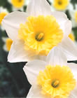 Narcissi Bulbs - Ice Follies