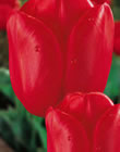 Tulip Bulbs - Ile De France