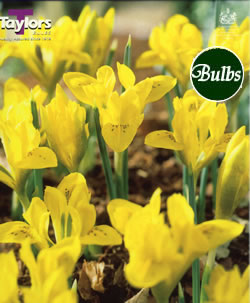 Iris Danfordiae Bulbs - Blooming Value Miscellaneous Range