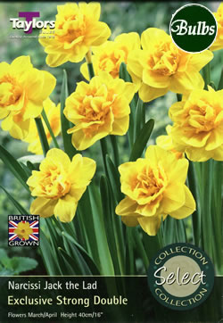 Jack The Lad Narcissi Bulbs - Select Premium Variety