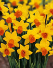 Daffodil Bulbs - Jetfire