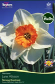 Daffodil June Allyson Bulbs