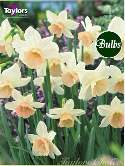 Narcissi Katie Heath Bulbs - Blooming Value Narcissi Range