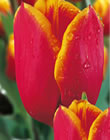 Tulip Bulbs - Kees Nelis