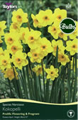 Daffodil Kokopelli Bulbs - Species Narcissi