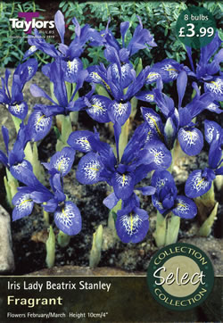 Lady Beatrix Stanley Iris Bulbs - Select Premium Variety