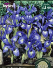 Lady Beatrix Stanley Iris Bulbs - Select Premium Variety