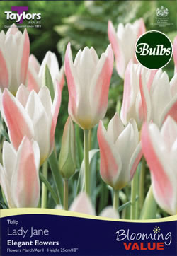 Tulip Lady Jane Bulbs - Blooming Value Tulip Range