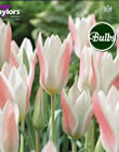 Tulip Lady Jane Bulbs - Blooming Value Tulip Range