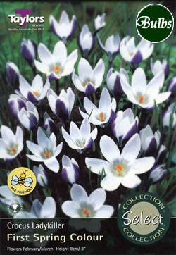 Ladykiller Crocus Bulbs - Select Premium Variety