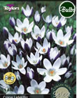 Ladykiller Crocus Bulbs - Select Premium Variety