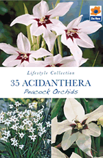 Acidanthera Peacock Orchids Lifestyle Collection Bulbs
