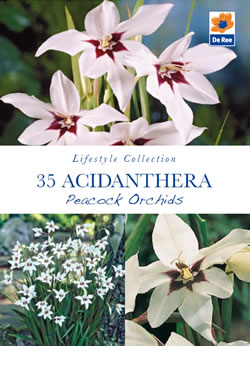 Acidanthera Peacock Orchids Lifestyle Collection Bulbs