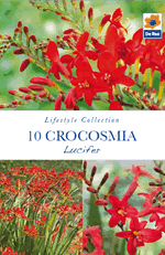 Crocosmia Lucifer Lifestyle Collection Bulbs