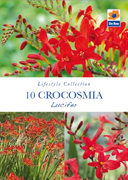 Crocosmia Lucifer Lifestyle Collection Bulbs