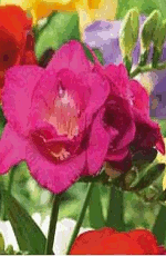 Freesia Double Mixed Lifestyle Collection Bulbs
