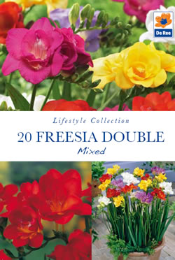 Freesia Double Mixed Lifestyle Collection Bulbs