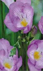 Freesia Single Blue Lifestyle Collection Bulbs