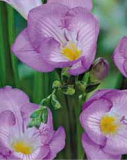 Freesia Single Blue Lifestyle Collection Bulbs
