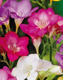 Freesia Single Mixed Lifestyle Collection Bulbs