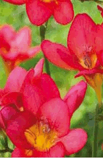 Freesia Single Red Lifestyle Collection Bulbs