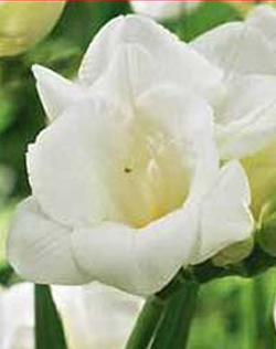 Freesia Single White Lifestyle Collection Bulbs