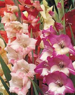 Glamini Mixed Lifestyle Collection Bulbs