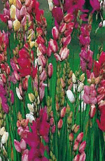 Ixia Mixed Lifestyle Collection Bulbs