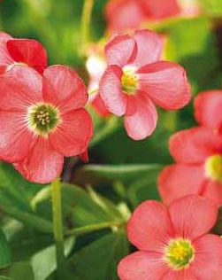 Oxalis Iron Cross Lifestyle Collection Bulbs