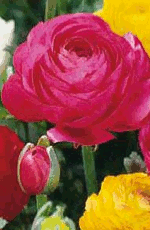 Ranunculus Mixed Lifestyle Collection Bulbs