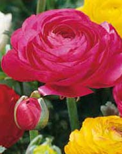 Ranunculus Mixed Lifestyle Collection Bulbs