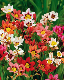 Sparaxis Harlequin Mixed Lifestyle Collection Bulbs